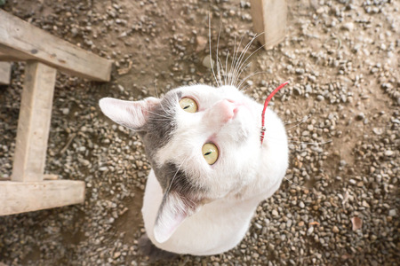 cat begging for foodの写真素材