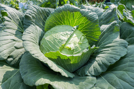 Cabbage in the vegetable garden