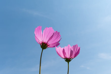 Couple Pink Cosmos flowers (Cosmos Bipinnatus) on Clear Blue Sky with Sun Backlitの写真素材