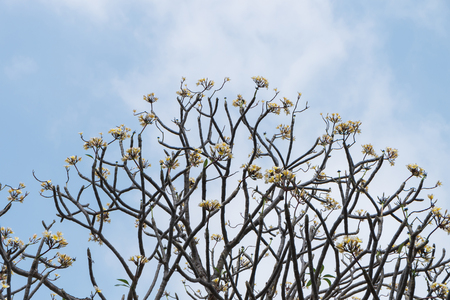 Frangipani tree (Plumeria) against a blue sky in Thailandの写真素材