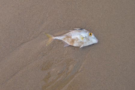 Blacktail Tripod-fish dead on the sand.Copy spaceの写真素材
