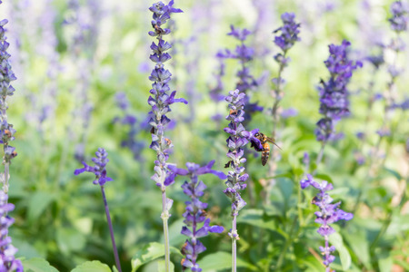 Bee on Blue Salvia garden with blur background. (Soften Style)の写真素材
