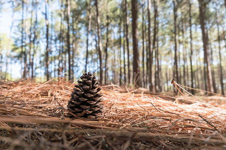 Pine Cone on the needles ground in Coniferous forestの写真素材