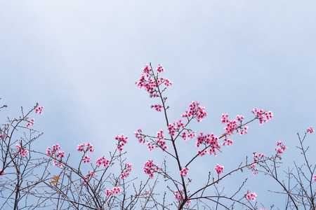 Wild Himalayan Cherry (Prunus cerasoides) Sakura of Thailand. Copy spaceの写真素材