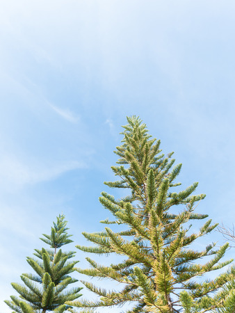 Top of the pine tree on sky background. Copy spaceの写真素材