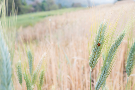 Ladybird in barley fieldsの写真素材