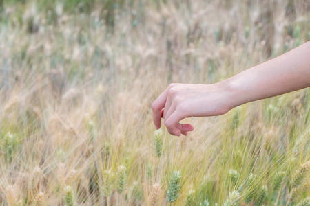Woman's hand touch barley at sunsetの写真素材