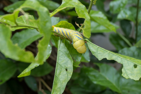 The big caterpillar eating jasmine leafの写真素材