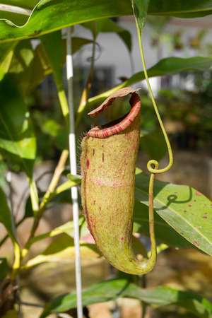 Nepenthes or monkey cups, Tropical pitcher plantsの写真素材