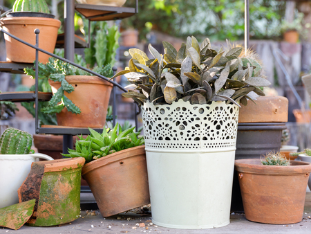 Garden with small plants on the tableの写真素材
