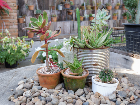 Garden with small plants on the tableの写真素材