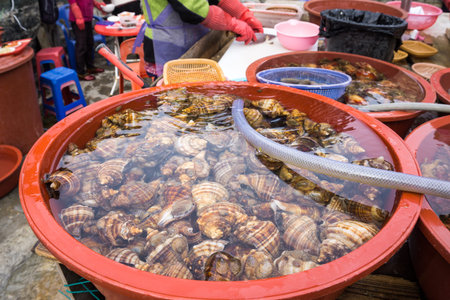 Shell from the sea at Taejongdae National Park in Busan, South Korea