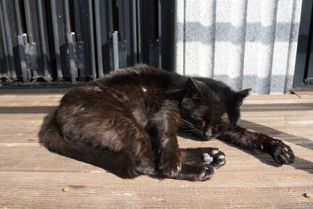 A cat lying in the street of Gamcheon Culture Village in Busan, Koreaの写真素材