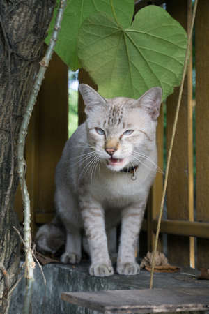 A Tabby Pastel Ginger Cat is sitting on fenceの写真素材