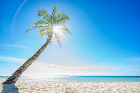 Wallpaper:  beautiful and empty beach, sun and palm.の写真素材