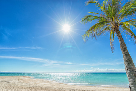 Wallpaper:  beautiful and empty beach, sun and palm.の写真素材