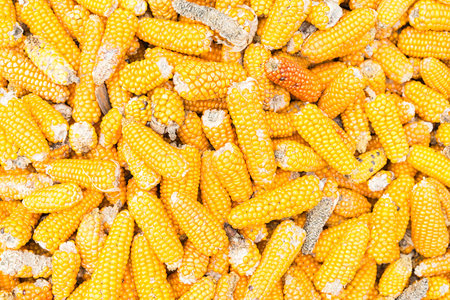 Dried yellow corn background and texture. Selective focus.