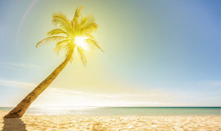 Beautiful beach, sun and palm. Selective focus. Wallpaper.の写真素材