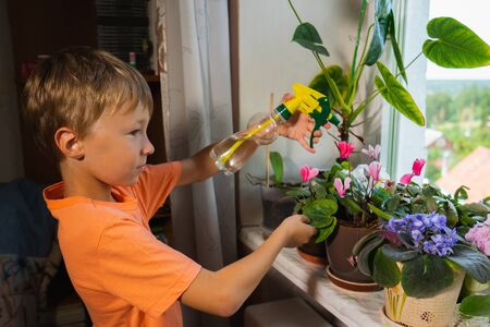 Child sprays plants in flowerpots by window. Selective focus.の写真素材