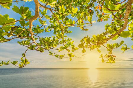 Background. Green leaves of tree, beautiful sea and sunset.の写真素材