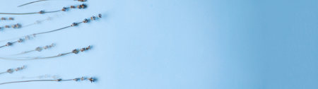 Banner top view lavender on blue backgroundの写真素材