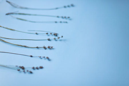 Dry lavender on blue backgroundの写真素材