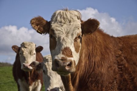 cow bull posing in a green field with blue skyの写真素材