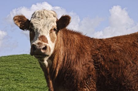 cow bull posing in a green field with blue skyの写真素材