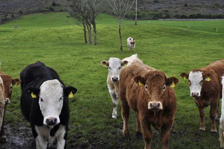 cow bull posing in a green field の写真素材