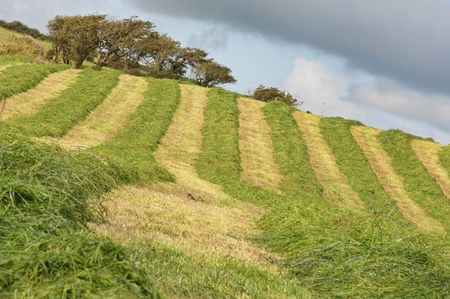 picture of farm field with newly cut grass and treeの写真素材