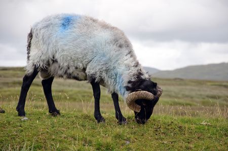 picture of sheep in rural mountain green fieldの写真素材