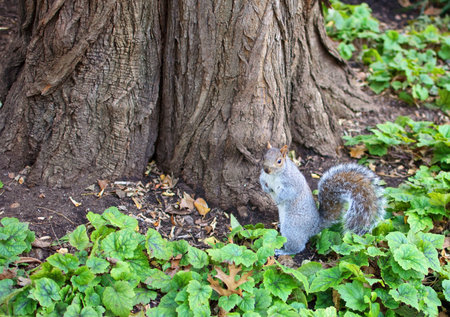 photo a squrriel in central park new york city