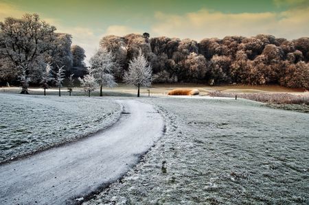 photo winter scenic nature capture of forest walk in irelandの写真素材