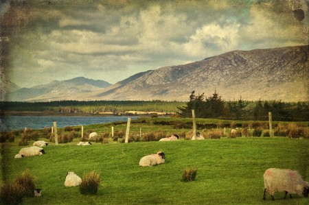 grunge photo sheep on a farm field in remote connemara, west irelandの写真素材