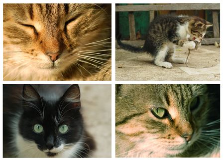 Cat Collageの写真素材