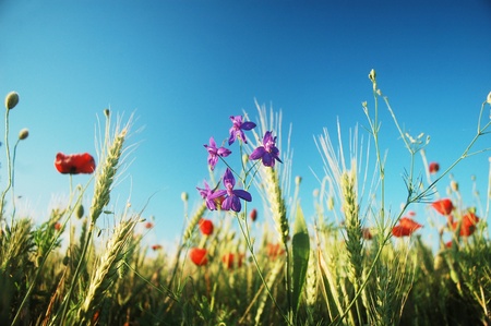 a lot of beautiful wildflowers are growing on this field cultivated with wheatの写真素材