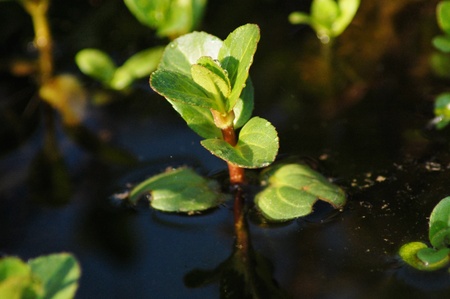 for this plant the water is the perfect environmentの写真素材