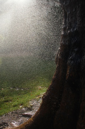 Rain drops in sunlight, falling on the forest groundの写真素材