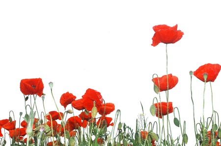 Wild red poppies isolated on white background.の写真素材