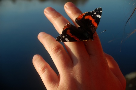 beautiful butterfly sitting on a woman handの写真素材