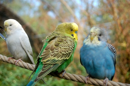 white, green and blue budgerigars resting on a ropeの写真素材