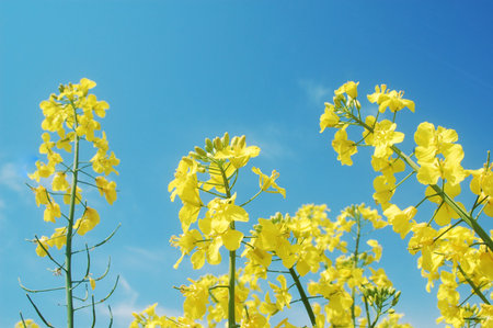 rapeseed flowers on blue sky in springtime