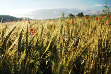 summer wheat field in eastern Europeの写真素材