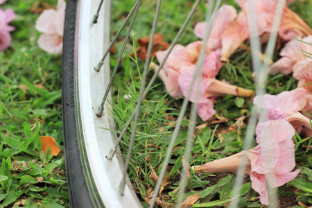 a bicycle and flowers on ground in a public park on a sunny day in Bangkok, Thailandの写真素材