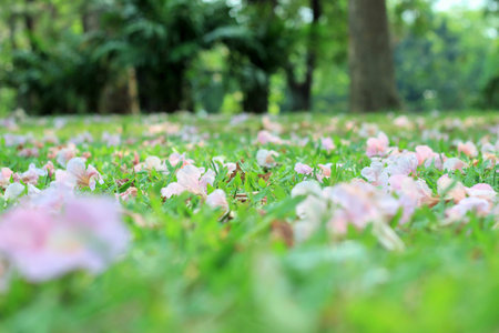 Pink flowers on ground in a public park on a sunny day in Bangkok, Thailandの写真素材