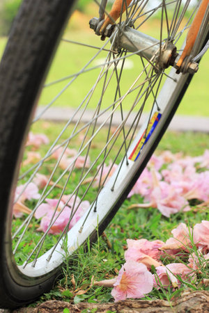 a bicycle and flowers on ground in a public park on a sunny day in Bangkok, Thailandの写真素材