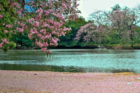 Pink blossom fall down in waterの写真素材