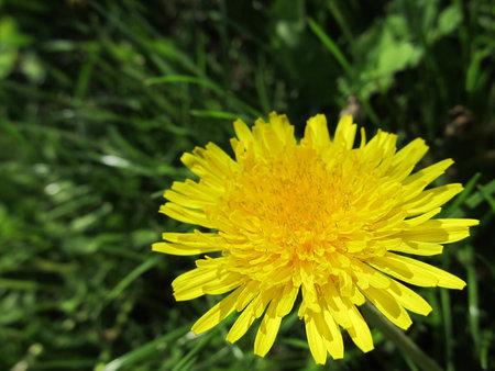 Dandelion