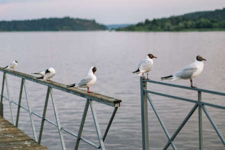 seagulls sitting on railing of wooden pier of Ladoga lake. Region of Karelia, Sortavala, Russia. high quality photoの写真素材