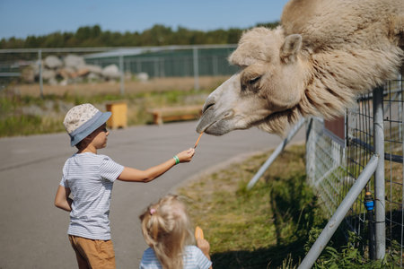 boy in summer hat feed a camel with carrot in Karelian zoo. high quality photo